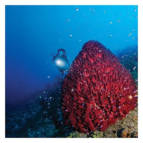 Dive Underwater (L2) Light Kinetics eLED SL3