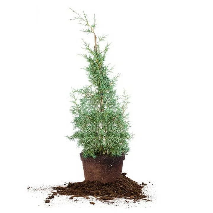Foliage Cypress Tree Unique Sapphire - Carolina 3 Blue Fast - Green Growing Gal.
