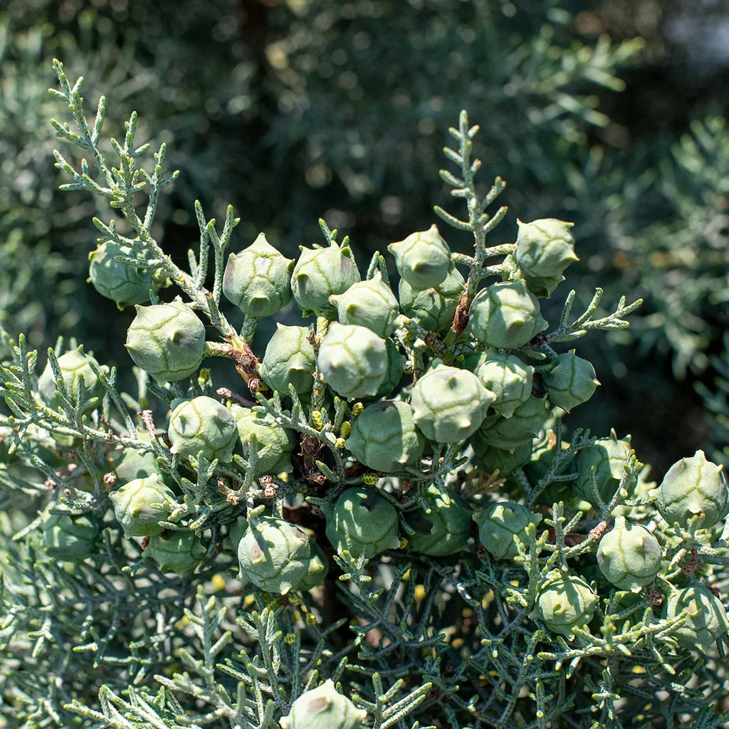 Foliage Cypress Tree Unique Sapphire - Carolina 3 Blue Fast - Green Growing Gal.