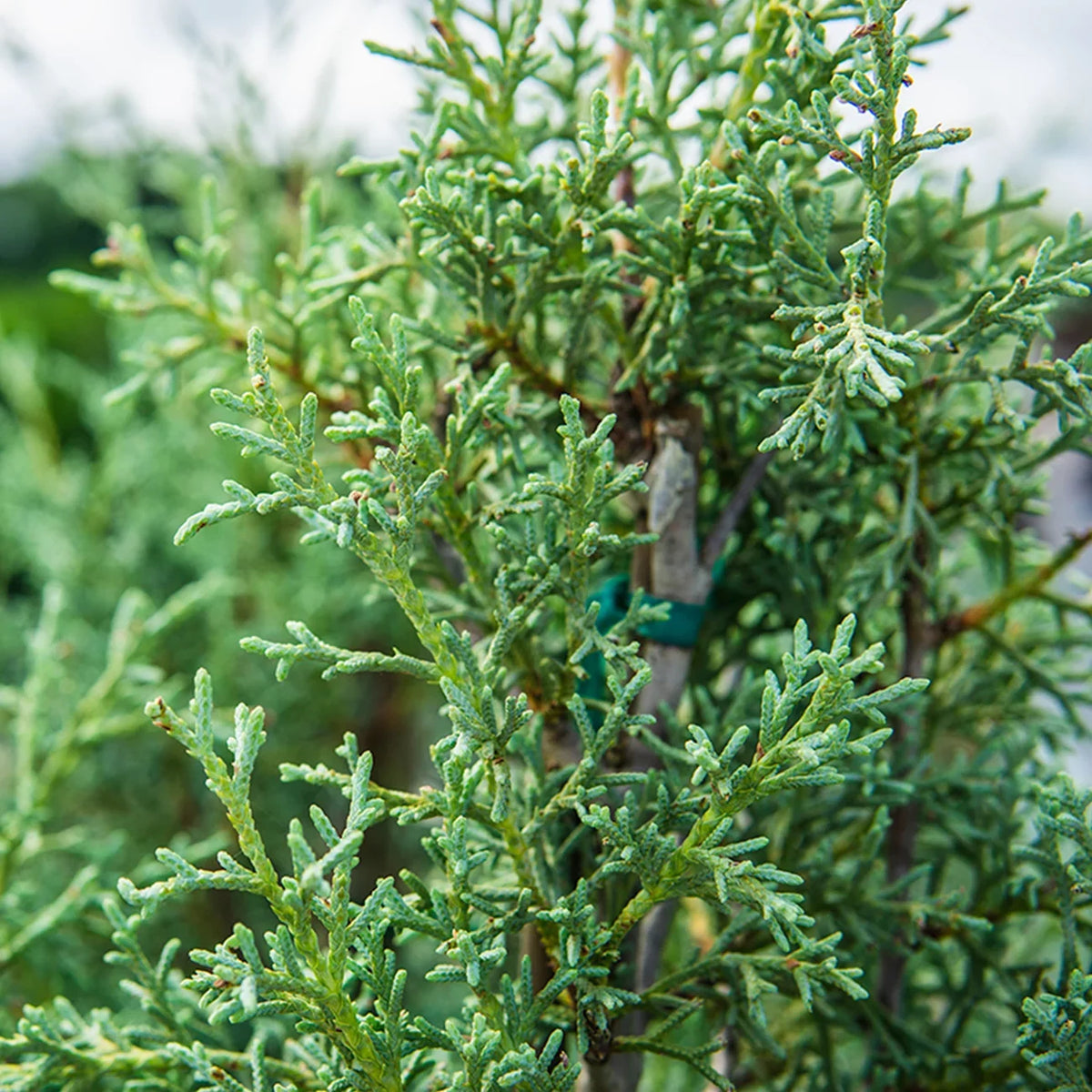Foliage Cypress Tree Unique Sapphire - Carolina 3 Blue Fast - Green Growing Gal.