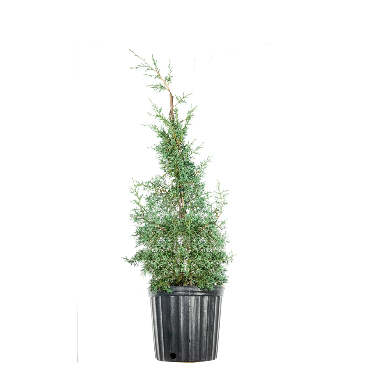 Foliage Cypress Tree Unique Sapphire - Carolina 3 Blue Fast - Green Growing Gal.